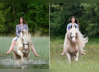 Tinker, Étalon, 11 Ans, 158 cm, Tobiano-toutes couleurs