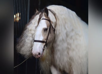 Tinker, Étalon, 11 Ans, 158 cm, Tobiano-toutes couleurs