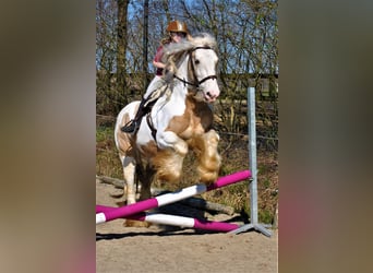 Tinker, Étalon, 11 Ans, 158 cm, Tobiano-toutes couleurs