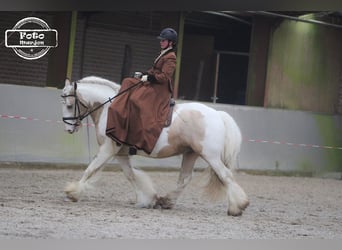 Tinker, Étalon, 11 Ans, 158 cm, Tobiano-toutes couleurs