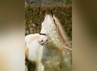Tinker, Étalon, 11 Ans, 158 cm, Tobiano-toutes couleurs