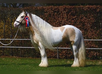 Tinker, Étalon, 11 Ans, 158 cm, Tobiano-toutes couleurs
