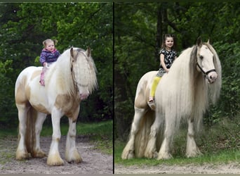 Tinker, Étalon, 11 Ans, 158 cm, Tobiano-toutes couleurs