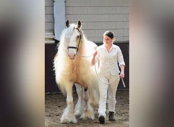 Tinker, Étalon, 11 Ans, 158 cm, Tobiano-toutes couleurs