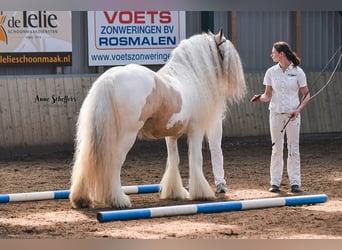 Tinker, Étalon, 11 Ans, 158 cm, Tobiano-toutes couleurs