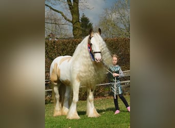 Tinker, Étalon, 11 Ans, 158 cm, Tobiano-toutes couleurs