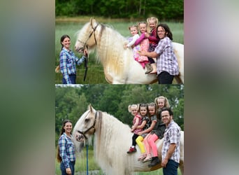 Tinker, Hengst, 11 Jaar, 158 cm, Tobiano-alle-kleuren