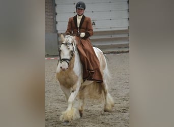 Tinkerhäst, Hingst, 11 år, 158 cm, Tobiano-skäck-alla-färger