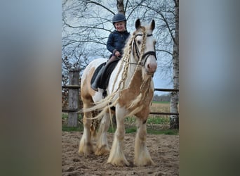 Tinkerhäst, Hingst, 11 år, 158 cm, Tobiano-skäck-alla-färger