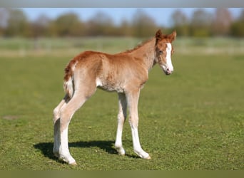 Lehmkuhlener Pony, Giumenta, Puledri (04/2026), 140 cm, Sauro