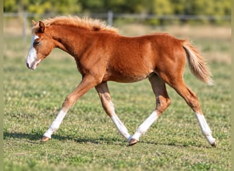 Lehmkuhlener Pony, Giumenta, Puledri (04/2026), 140 cm, Sauro