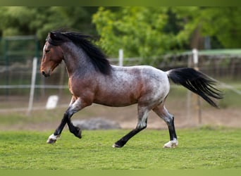 Lehmkuhlener Pony, Giumenta, Puledri (04/2026), 140 cm, Sauro