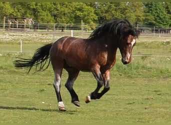 Lehmkuhlener Pony, Hengst, 4 Jahre, 142 cm, Roan-Bay