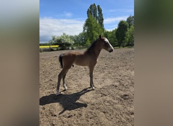 Lehmkuhlener Pony, Hengst, Veulen (05/2026), 133 cm