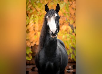 Lehmkuhlener Pony, Hengst, Veulen (05/2026), 133 cm
