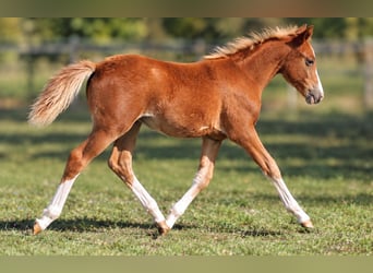 Lehmkuhlener Pony, Jument, Poulain (04/2026), 140 cm, Alezan