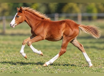 Lehmkuhlener Pony, Klacz, Źrebak (04/2026), 140 cm, Kasztanowata