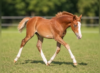 Lehmkuhlener Pony, Klacz, Źrebak (04/2026), 140 cm, Kasztanowata