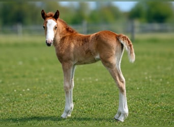 Lehmkuhlener Pony, Klacz, Źrebak (04/2026), 140 cm, Kasztanowata