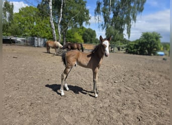 Lehmkuhlener Pony, Ogier, Źrebak (05/2026), 133 cm
