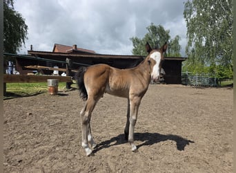 Lehmkuhlener Pony, Semental, Potro (05/2026), 133 cm