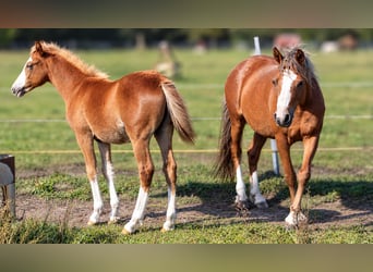 Lehmkuhlener Pony, Yegua, Potro (04/2026), 140 cm, Alazán