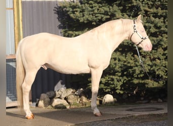 American Quarter Horse, Hengst, 15 Jahre, 154 cm, Cremello