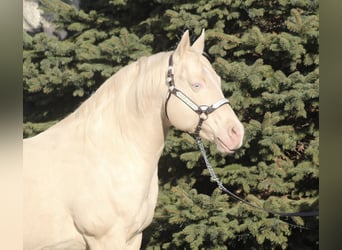 American Quarter Horse, Ogier, 15 lat, 154 cm, Cremello