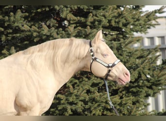 American Quarter Horse, Stallion, 15 years, 15 hh, Cremello