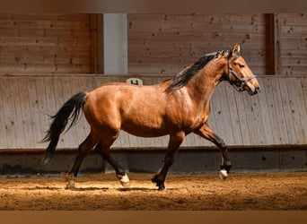 Leonhard, Castrone, 2 Anni, 150 cm, Baio