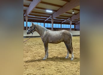 Leonhard, Castrone, 2 Anni, 153 cm, Palomino