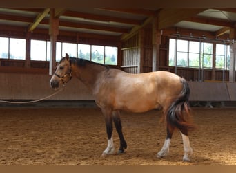 Leonhard, Castrone, 3 Anni, 152 cm, Falbo