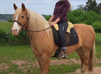 Leonhard, Castrone, 7 Anni, 152 cm, Sauro