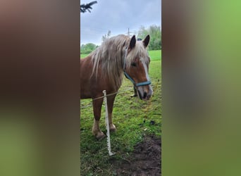 Leonhard, Castrone, 7 Anni, 152 cm, Sauro