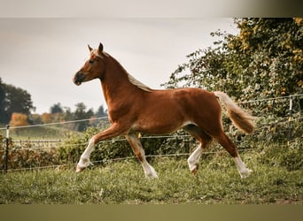 Leonhard, Étalon, 1 Année, 143 cm, Alezan