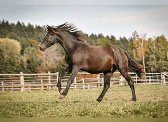 Leonhard, Étalon, 1 Année, 145 cm, Bai brun