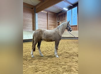 Leonhard, Étalon, 2 Ans, 153 cm, Palomino