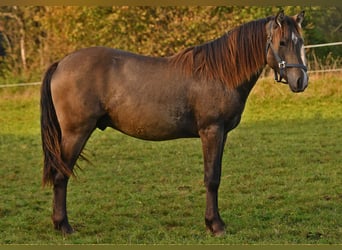 Leonhard, Étalon, 2 Ans, 158 cm, Isabelle