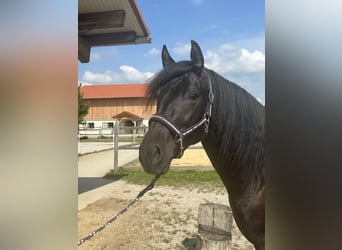 Leonhard, Étalon, 2 Ans, 158 cm, Noir