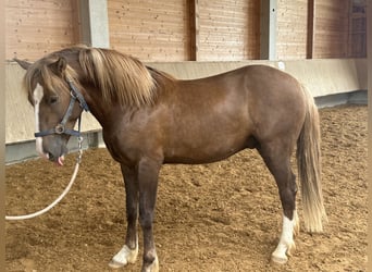 Leonhard, Étalon, 2 Ans, Alezan
