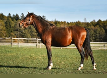 Leonhard, Étalon, 3 Ans, 150 cm, Bai