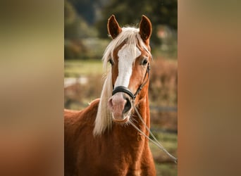 Leonhard, Gelding, 2 years, 14.1 hh, Chestnut-Red