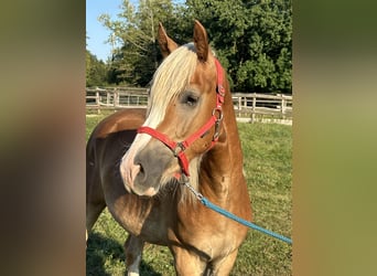 Leonhard, Gelding, 2 years, 14.2 hh, Chestnut-Red