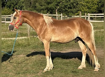 Leonhard, Gelding, 2 years, 14.2 hh, Chestnut-Red