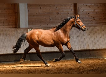 Leonhard, Gelding, 2 years, 14 hh, Brown