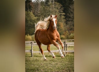 Leonhard, Gelding, 2 years, 14 hh, Chestnut-Red