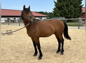 Leonhard, Gelding, 3 years, 14.1 hh, Brown Leonhard, Gelding, 3 years, 14.1 hh, Brown