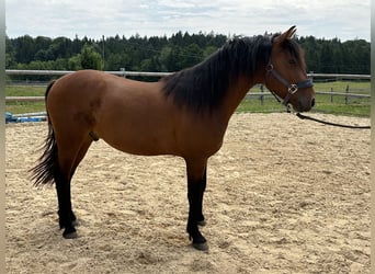 Leonhard, Gelding, 3 years, 14.1 hh, Brown Leonhard, Gelding, 3 years, 14.1 hh, Brown
