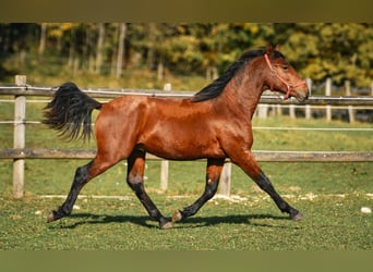 Leonhard, Gelding, 3 years, 14,1 hh, Brown