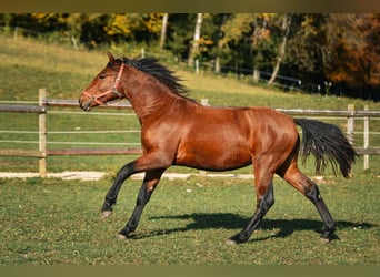 Leonhard, Gelding, 3 years, 14,1 hh, Brown